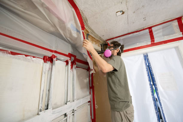 Best Basement Mold Removal  in Arnold, PA