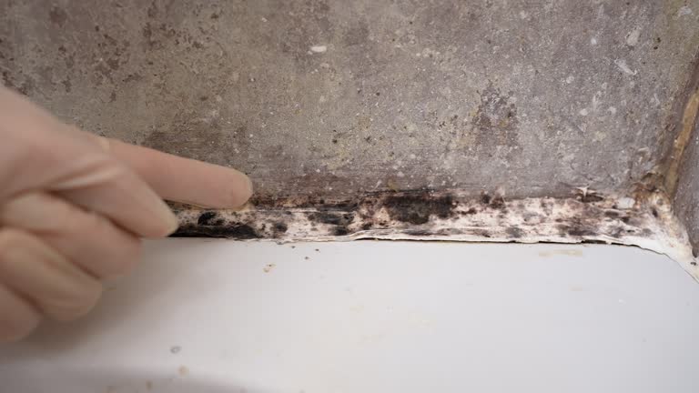 Best Commercial Mold Inspection  in Arnold, PA